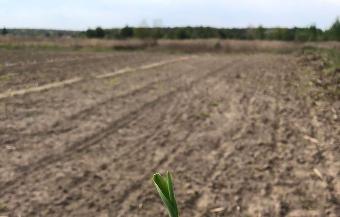 При посадці кукурудзи важливо враховувати напрям вітру